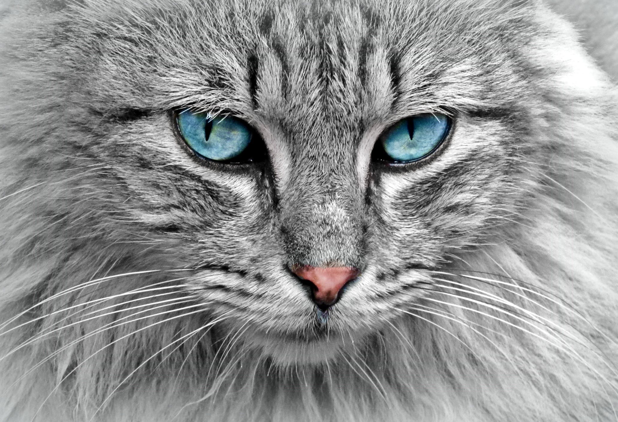 Chat gris Regard perçant
