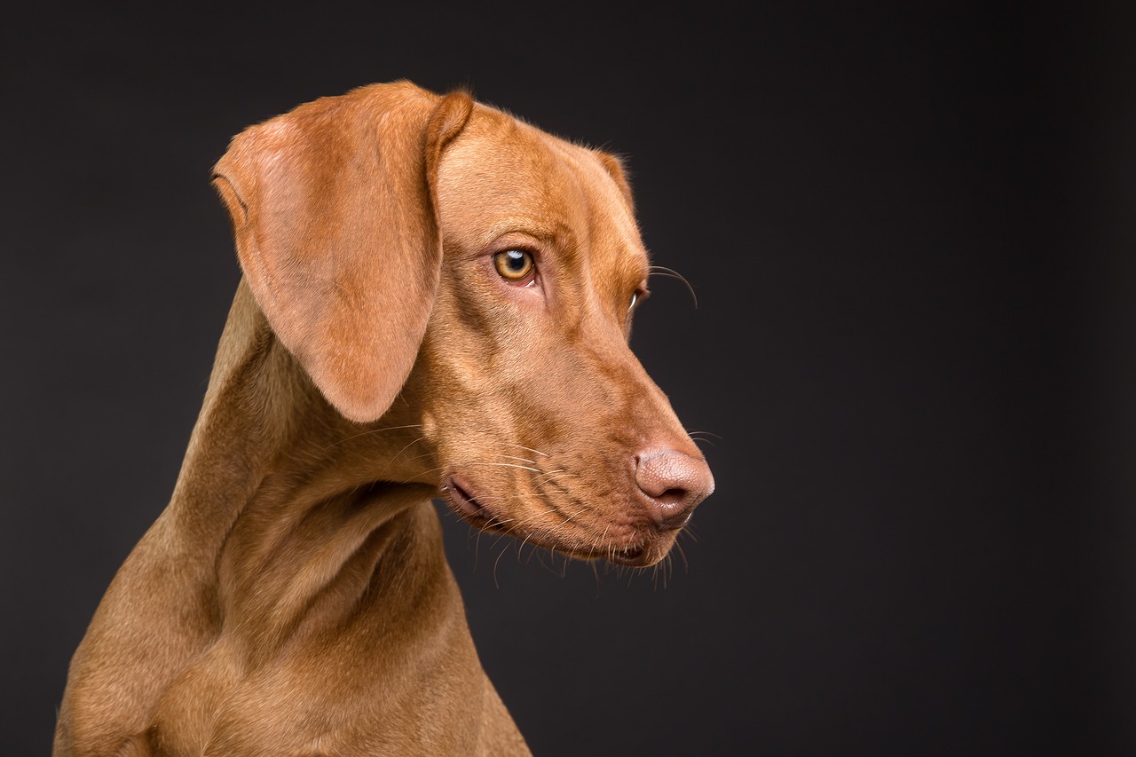 Chien regard droite Chien regard droite