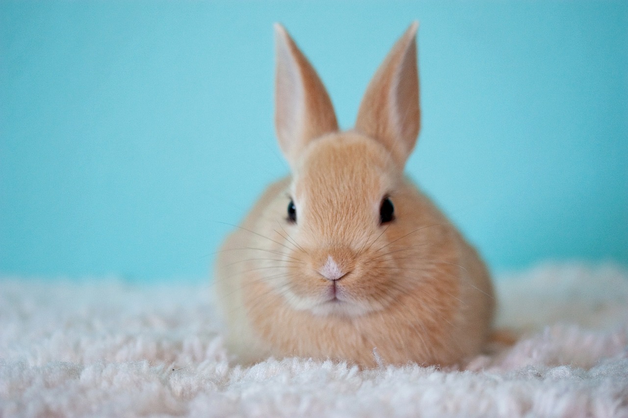 Lapin Bébé lapin